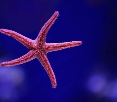 Starfish - David Clode